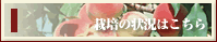栽培状況はこちら